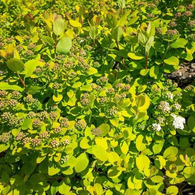 Spiraea betulifolia 'Tor Gold'