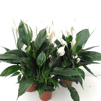 Spathiphyllum 'Chopin' Air So Pure