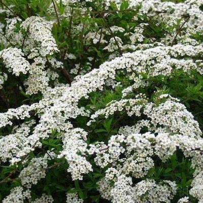 Spiraea cinerea 'Grefsheim'