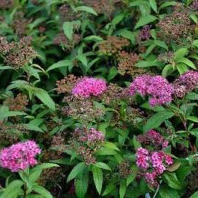 Spiraea japonica 'Anthony Waterer'