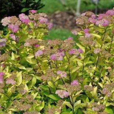 Spiraea jap. 'Goldmound'