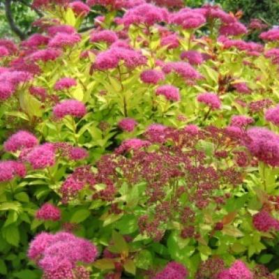 Spiraea japonica 'Magic Carpet'