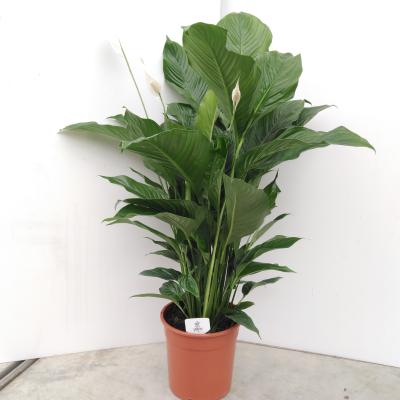 Spathiphyllum 'Lauretta'