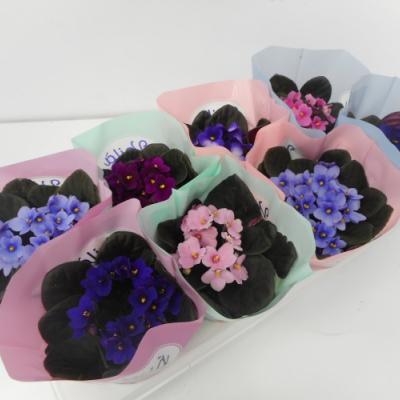 Saintpaulia mix in kleuren