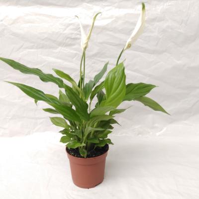 Spathiphyllum 'Pearl Cupido' Air So Pure