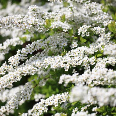 Spiraea thunbergii