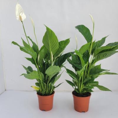 Spathiphyllum 'Vivaldi' Air So Pure