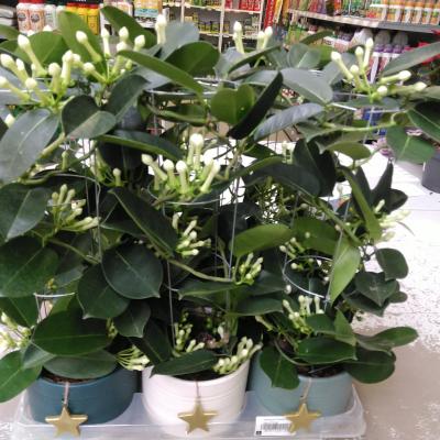 Stephanotis Ceramic Silent Night