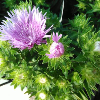 Stokesia laevis 'Mels Blue'®