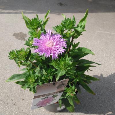 Stokesia Mix