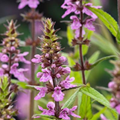 Stachys palustris