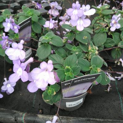 Streptocarpus saxorum 'Purple'