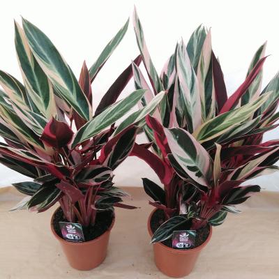 Stromanthe sanguin. 'Triostar'