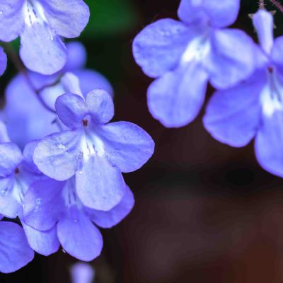 Streptocarpus saxorum