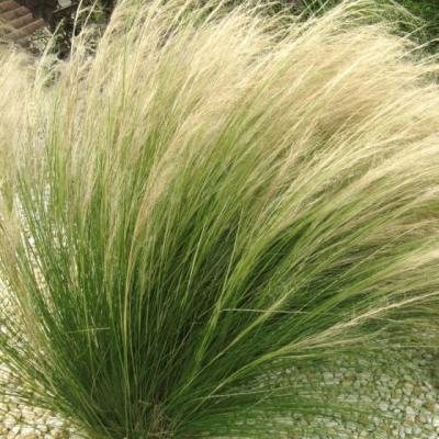 Stipa tenacissima 'Ponytails'