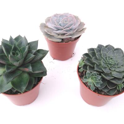 Succulents  mix P 9 cm