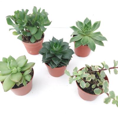 Succulents mix P 9 cm