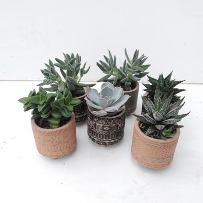 Succulents in Inca ceramics