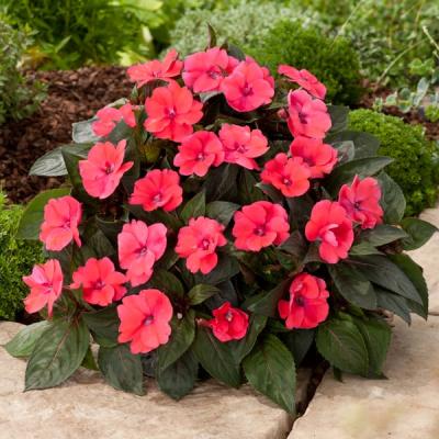 Sunpatiens in kleuren P 10.5 cm