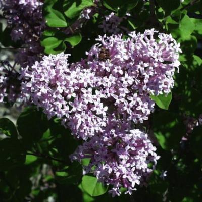 Syringa meyeri 'Palibin'