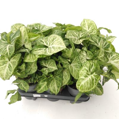 Syngonium ...