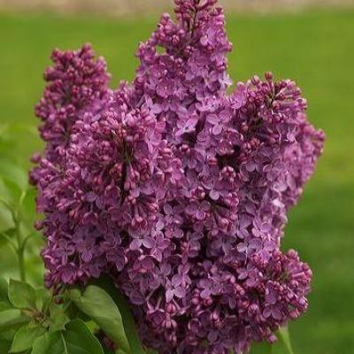 Syringa vulg. 'Andenken an L. Spath'