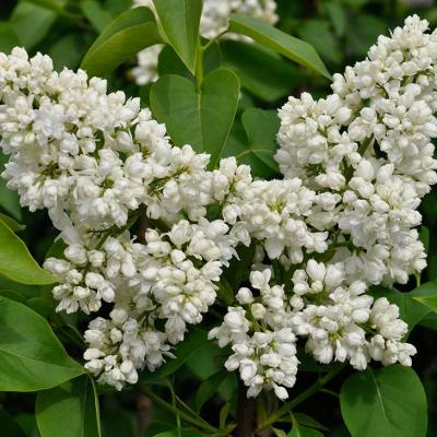 Syringa v. 'Souv. d'Alice Harding'