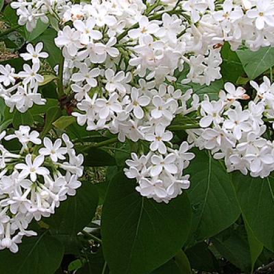 Syringa vulg. 'Mme Lemoine'