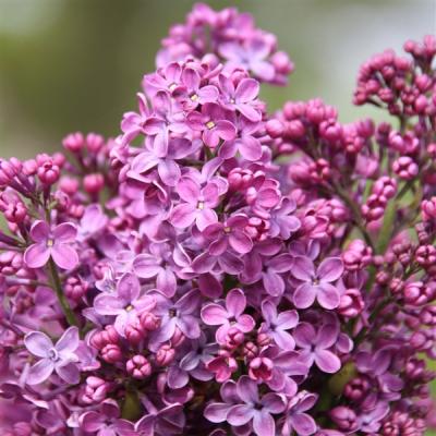 Syringa v. 'Ruhm von Horstenstein'