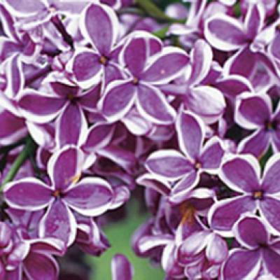 Syringa vulg. 'Sensation'   7.5 L