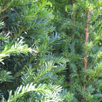 Taxus baccata   30/40