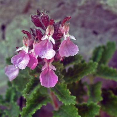 Teucrium lucidrys