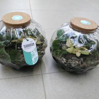 Terrarium Arrangement
