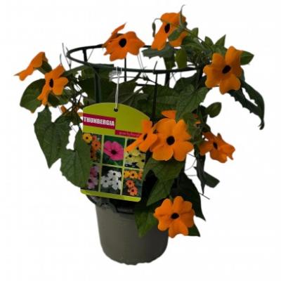 Thunbergia alata 'Orange' - koker