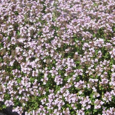 THYMUS FAUSTINI  - ITALIE