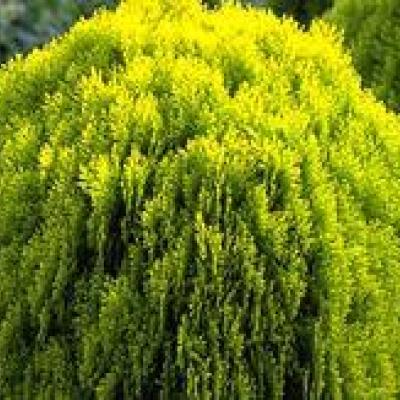 Thuja orientalis 'Aurea Nana'