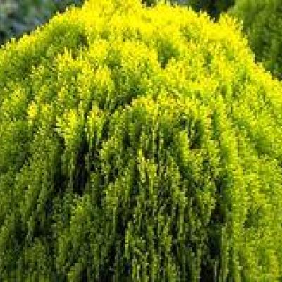 Thuja orient. 'Aurea Nana'