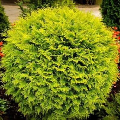 Thuja occ. 'Golden Globe'