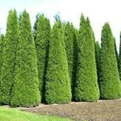 Thuja occ. 'Smaragd'  50/60