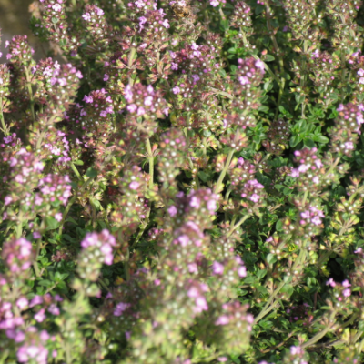 Thymus 'Doone Valley'