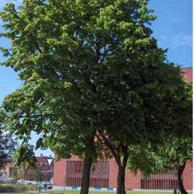 Tilia europaea 'Palida'