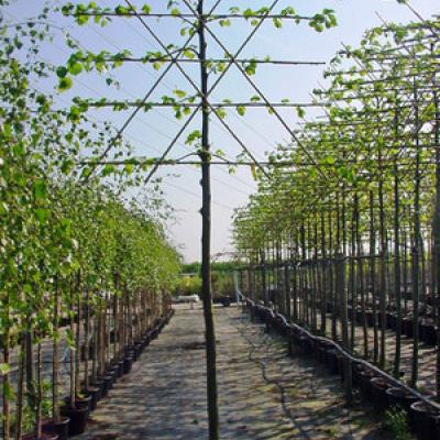 Tilia europaea 'Palida' Leiboom 3 étages