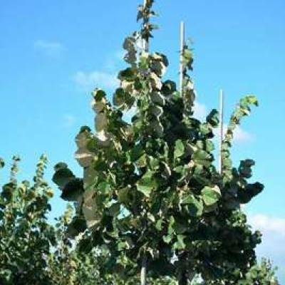 Tilia tomentosa 'Brabant'