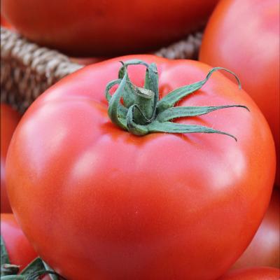Tomaat Fantasio F1 - Tomate Fantasio F1