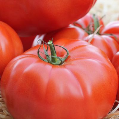 Tomaat geënt 'Maestria' F1 - Tomate greffée 'Maestria'