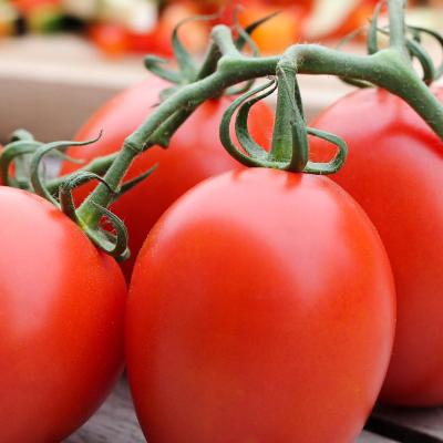 Tomaat geënt Roma 'Patia Red' F1 - Tomate greffée Roma