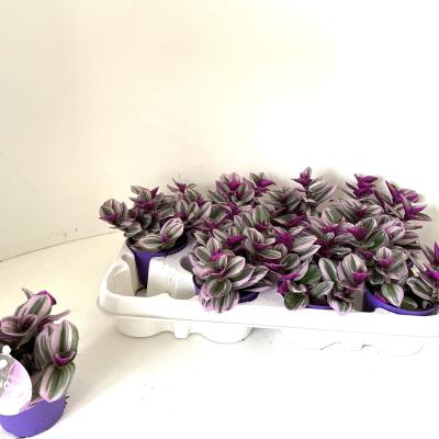Tradescantia albif. 'Nanouk'