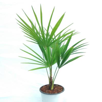 Trachycarpus fortunei - Winterharde palmboom - PROMO