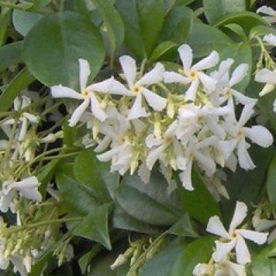 Trachelospermum jasminoides