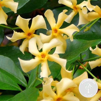 Trachelospermum j. 'Star of Tosc'®